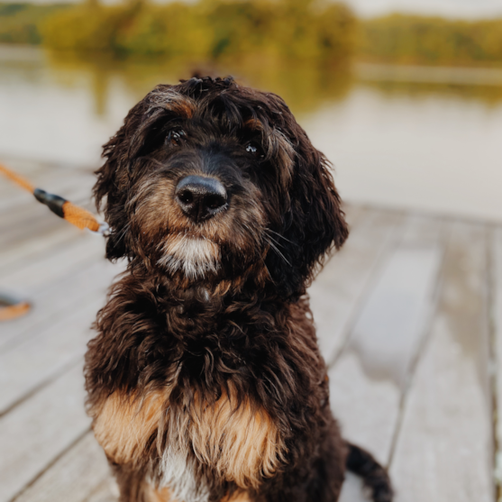 cute mini sheepadoodle on leash